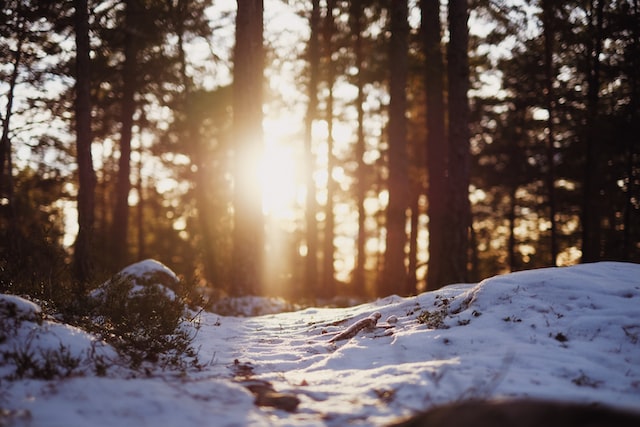 zon in de bossen met sneeuw