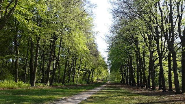 boswandeling in Nederland