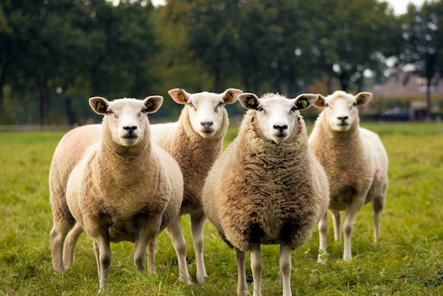 Vier schapen in een grasveld