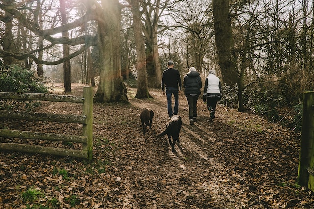 familie met hond wandelend in een bos