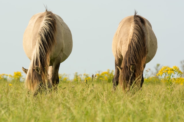 Konikpaarden Oostvaardersplassen