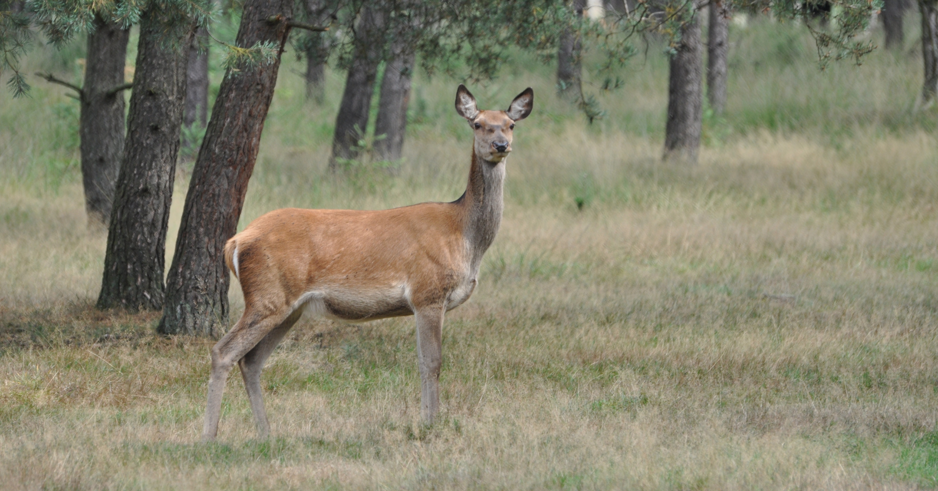 hoogtepunt Hert op de Veluwe